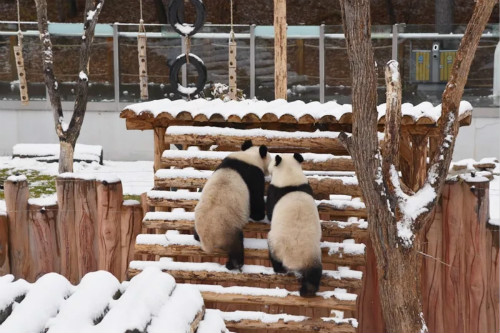 Giant Pandas Enjoy Snow in N